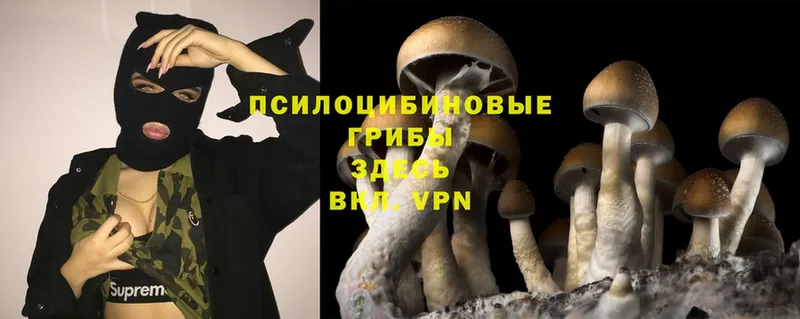 Псилоцибиновые грибы Psilocybine cubensis  где можно купить наркотик  Чкаловск 